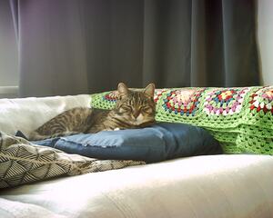 My cat Tito on top of a blue pillow on a sofa looking towards the camera slightly tired