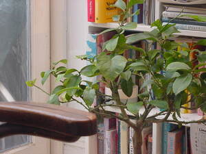 Zoomed in photo of a citrus limon plant in the corner of the kitchen near the garden door. A bookshelf filled with various books can also be seen behind the plant