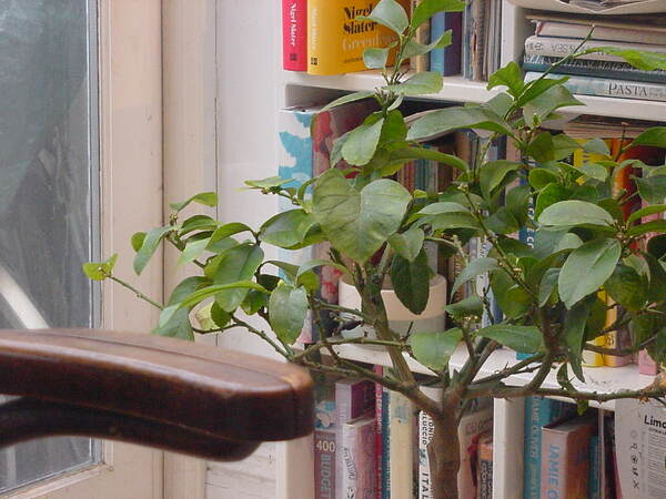 Zoomed in photo of a citrus limon plant in the corner of the kitchen near the garden door. A bookshelf filled with various books can also be seen behind the plant