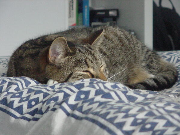 Closeup of my cat Tito sleeping at the end of my bed curled up, with his eyes slightly closed and facing towards the right.