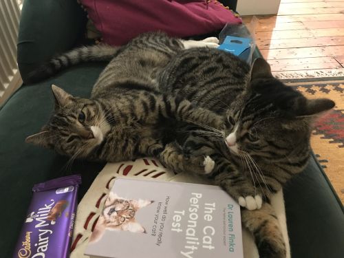 Picture of Tito and Link together on a green lounger sofa, with some Dairy milk chocolate and a cat personailty test book in front of them